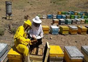 پیش بینی تولید ۹۰ تن عسل طبیعی در شهرستان بانه