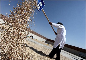 سیلویی کردن زوائد و دور ریختنی های پسته در دامغان