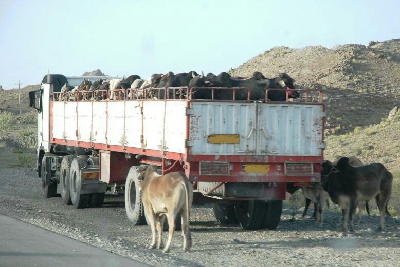 دستگیری یک قاچاقچی در مهرستان