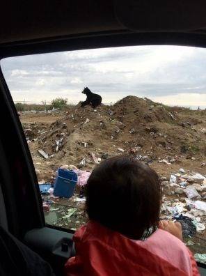 استراحت خرس&zwnj;ها روی کاناپه بعد از یک روز طولانی+عکس