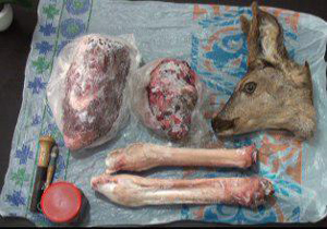 دستگیری شکارچی مرال در نوشهر