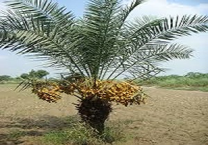 خرید بیش از 15هزار تن خرما از کشاورزان آبادانی