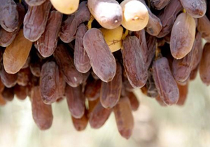 آغاز برداشت خرمای پیارم از نخلستان های هرمزگان