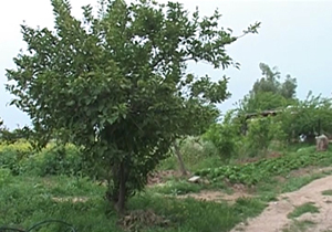 از بی&zwnj;توجهی مسئولان نسبت به امکانات تردد معلولان تا کارآفرینی یک باغدار در روستای پیران+فیلم