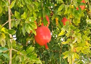 نمایی از باغ میوه بهشتی در گلباف + فیلم