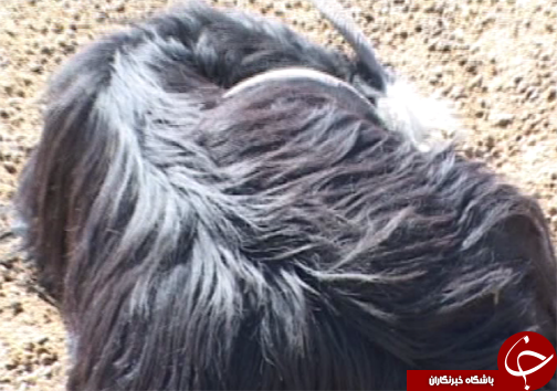 سیاه چادر؛ ازصنایع دستی زنان هنرمند عشایر لرستان + تصاویر