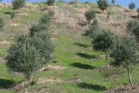 شناسایی اراضی شیبدار برای ایجاد باغ در استان