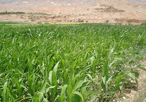 خسارت ٨٤ میلیون تومانی سرما به مزارع ذرت علوفه‌ای