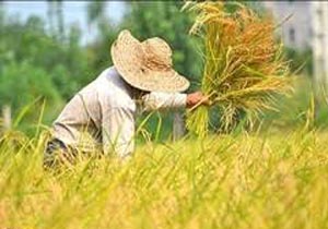 پیش بینی برداشت 28 هزار تن برنج در استان