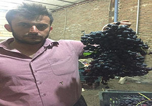 برداشت خوشه انگور ۵ کیلویی در سردشت