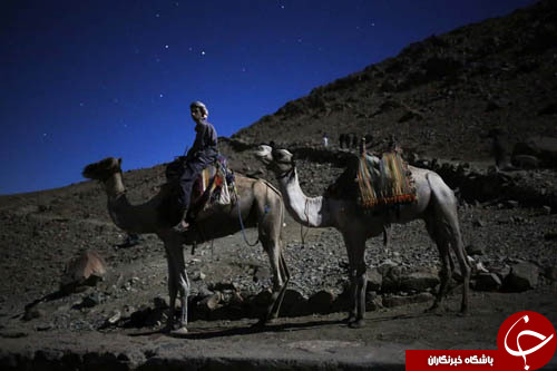 تصاویر روز: از نمایش سگ مومیایی شده در وین تا دعوا در پارلمان اوکراین
