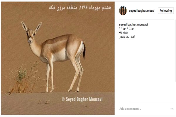 آهوهایی که در میدان مین زندگی می&zwnj;کنند!+تصاویر
