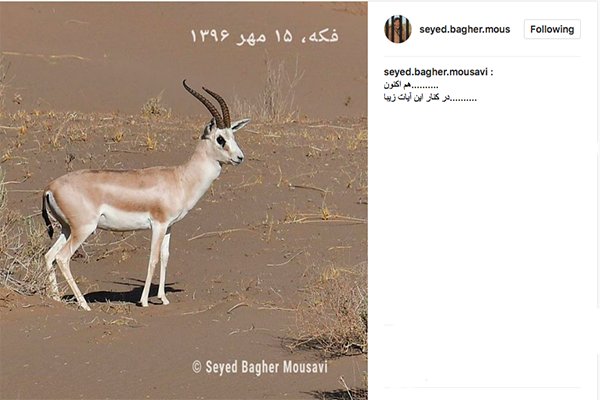 آهوهایی که در میدان مین زندگی می&zwnj;کنند!+تصاویر