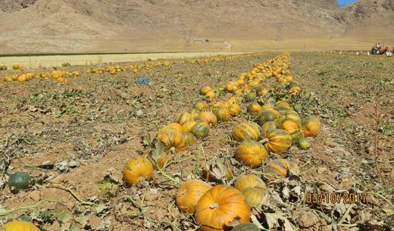آغاز برداشت کدوی پوست کاغذی در فرادنبه