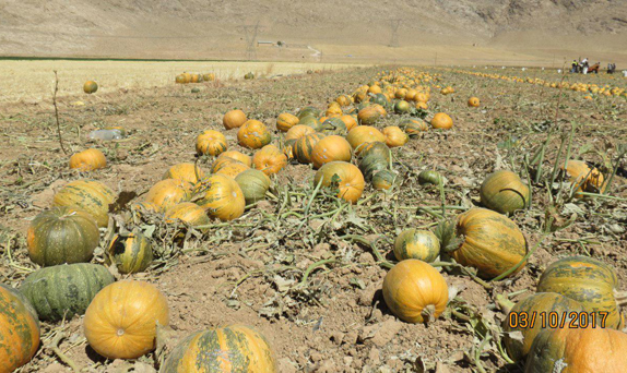 برداشت کدوی پوست کاغذی در فرادنبه+ تصاویر