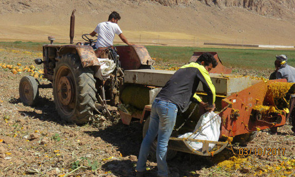 آغاز برداشت کدوی پوست کاغذی در فرادنبه