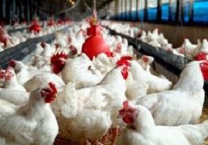 ۷۰ درصد کاهش تلفات مرغ گوشتی در استان قم