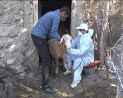 دام های استان ایلام عاری از بیماری طاعون نشخوارکنندگان هستند
