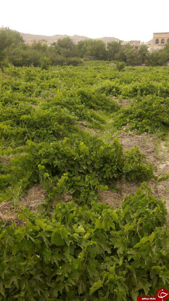 طبیعت زیبا و دل&zwnj;انگیز روستای &laquo;بلوبین&raquo; + تصاویر