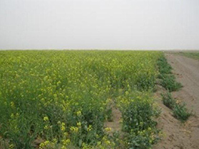 کشت کلزا در هفت هکتار از زمین های زراعی بادرود نطنز