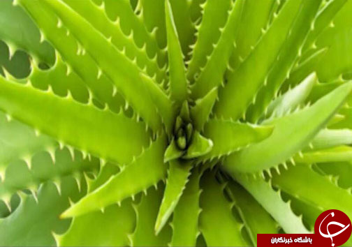 اکسیر معجزه آسای آلوئه ورا در دندانپزشکی