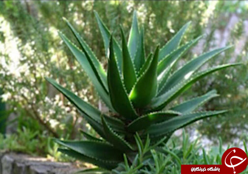 اکسیر معجزه آسای آلوئه ورا در دندانپزشکی