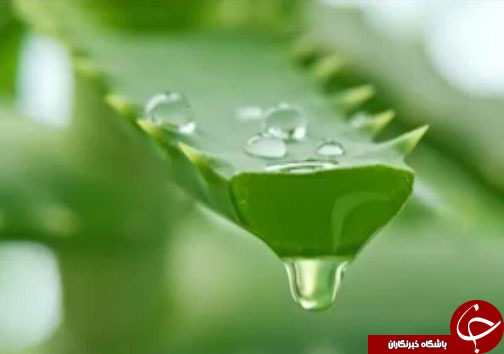 اکسیر معجزه آسای آلوئه ورا در دندانپزشکی