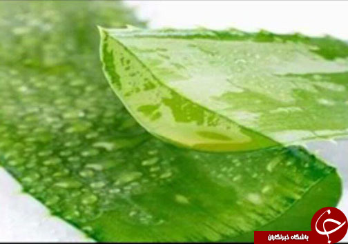 اکسیر معجزه آسای آلوئه ورا در دندانپزشکی