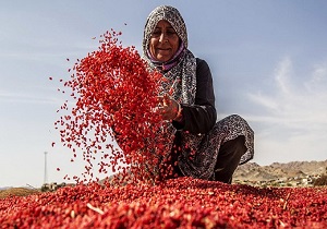 پیش بینی برداشت 18 هزار تن زرشک در خراسان جنوبی