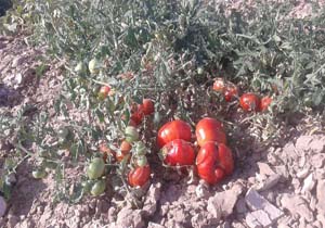 برداشت محصول گوجه و کدو در «جنت‌آباد» + تصاویر