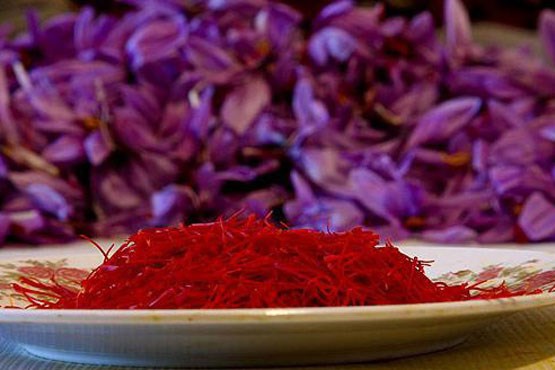 خرید توافقی زعفران نگران کننده است/ تجربه تلخ سال های گذشته تکرار می شود