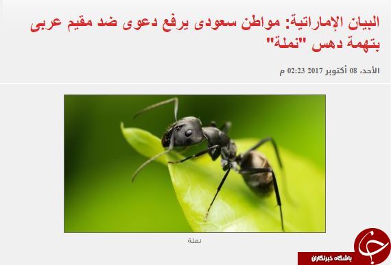 دادخواهی عجیب شهرونده سعودی به دادگاه عربستان در پی له شدن یک مورچه!