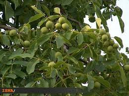 175میلیارد ریال ارزش ناخالص گردوی نیشابور