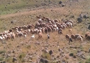 گله 40 میلیون تومانی گوسفندان در میامی پیدا شد