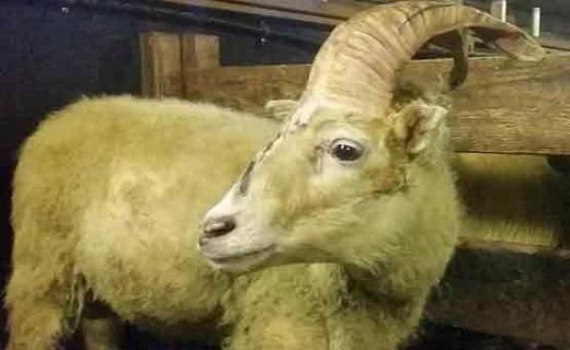 نگاهی به پر بیننده ترین اخبار روز گذشته در سمنان