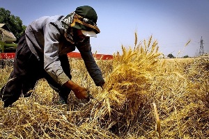 کشاورزی بهترین ظرفیت اقتصادی ایذه