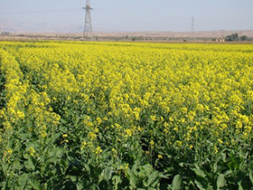 کشت کلزا در ۶ هکتار از زمین های کشاورزی دهاقان