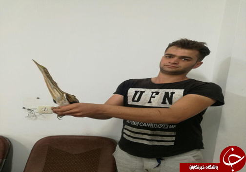 رهاسازی هشت پرنده در طبیعت مازندران +تصاویر