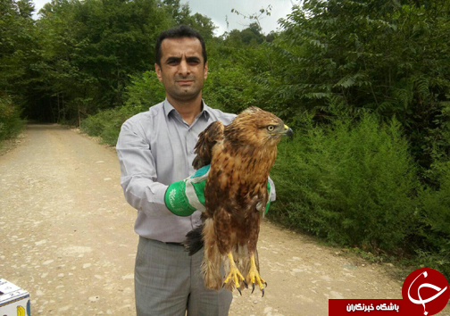 رهاسازی هشت پرنده در طبیعت مازندران +تصاویر