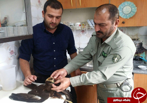 رهاسازی هشت پرنده در طبیعت مازندران +تصاویر