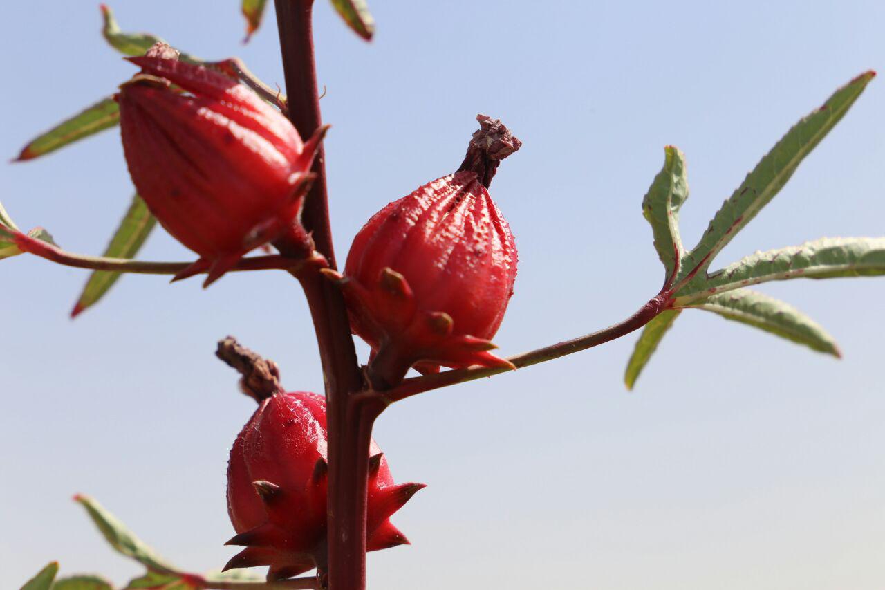 آغاز برداشت چای ترش از مزارع گناباد/ اهمیت چای ترش در درمان بیماری ها + تصاویر