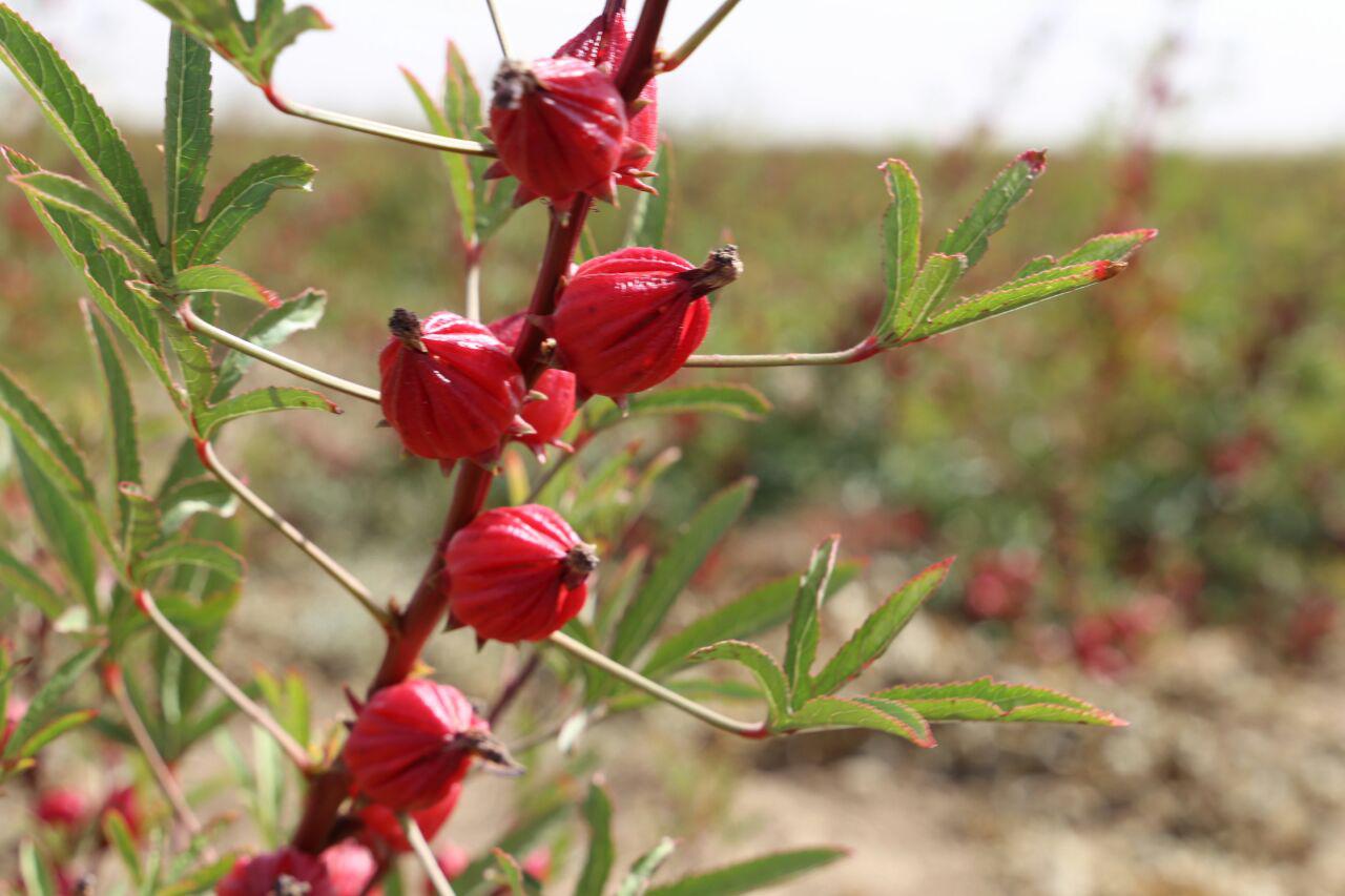 آغاز برداشت چای ترش از مزارع گناباد/ اهمیت چای ترش در درمان بیماری ها + تصاویر