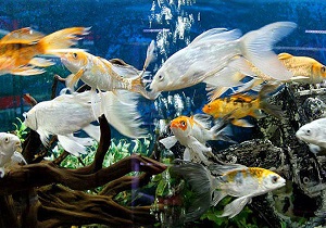 صادرات خاویار از قم/سیستم آکواپونیک برای نخستین بار در کشور