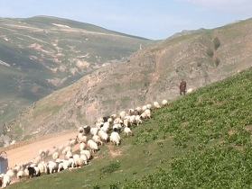 کوچ پاییزه دامداران گیلانی با سرد شدن تدریجی هوا