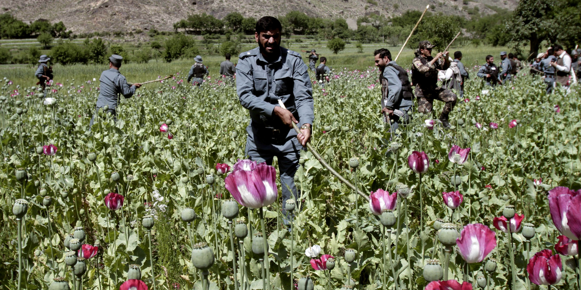 افزایش عملیات دولت افغانستان برای محو مزارع خشخاش