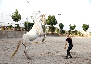 برگزاری مسابقات سوار کاری