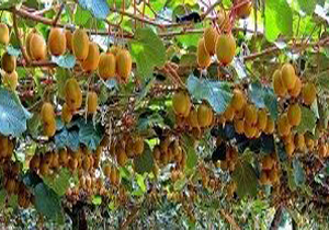 مضرات باورنکردنی مصرف میوه&zwnj;های گلخانه&zwnj;ای