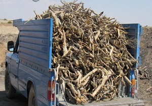 ۷۰۰ کیلوگرم چوب تاغ غیر مجاز در بافق کشف شد