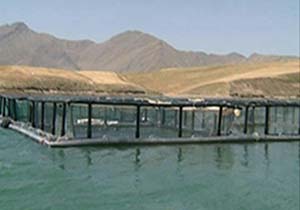 اجرای طرح پرورش ماهی در قفس در لرستان