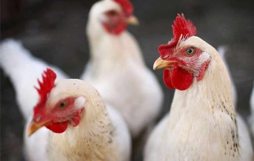 آخرین تغییرات قیمت مرغ زنده و کشتار در بازار